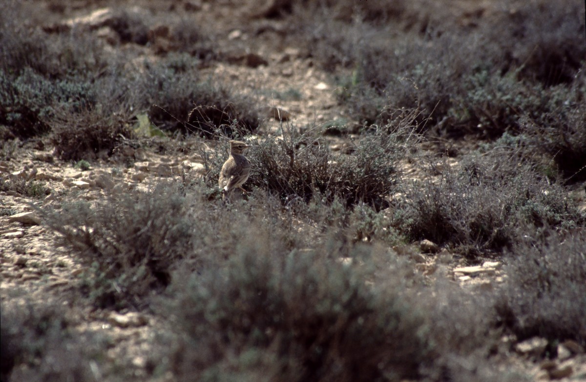 Mediterranean Short-toed Lark - ML627614602