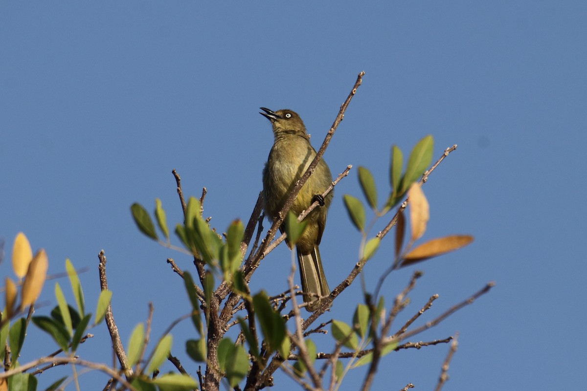 Sombre Greenbul - ML627614617