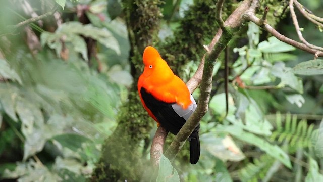 Andean Cock-of-the-rock - ML627614788