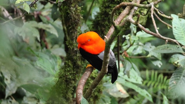 Andean Cock-of-the-rock - ML627614796