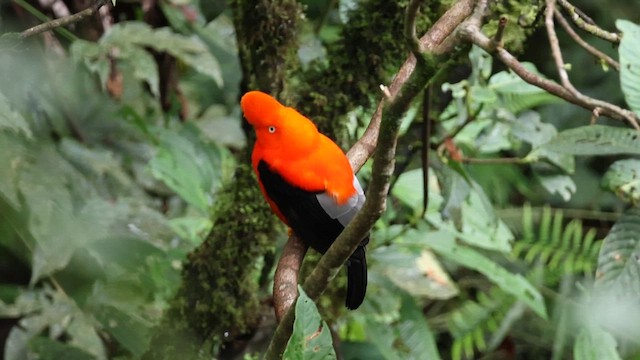 Andean Cock-of-the-rock - ML627614797
