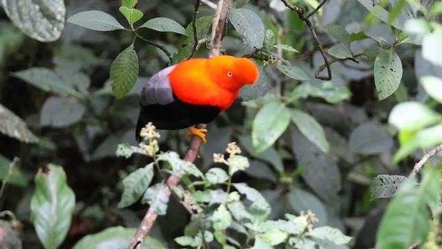 Andean Cock-of-the-rock - ML627614799