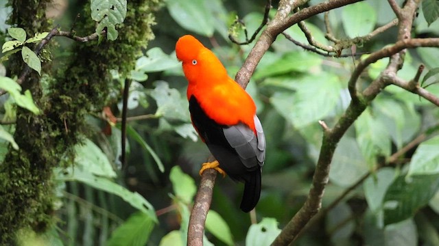 Andean Cock-of-the-rock - ML627614800