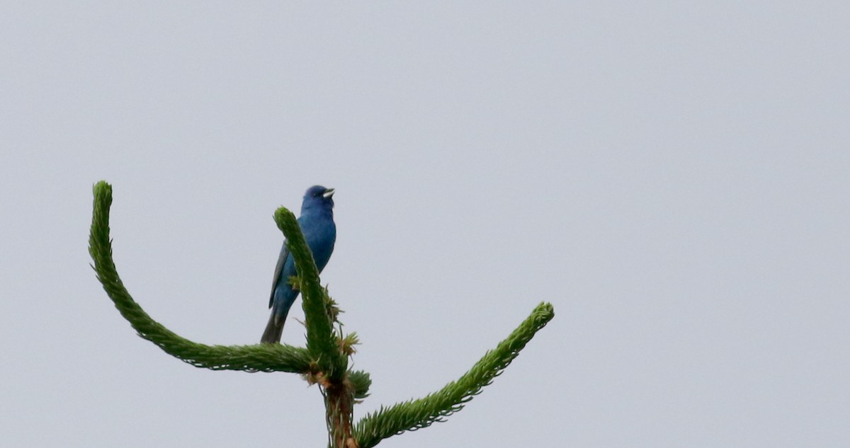 Indigo Bunting - Jay McGowan