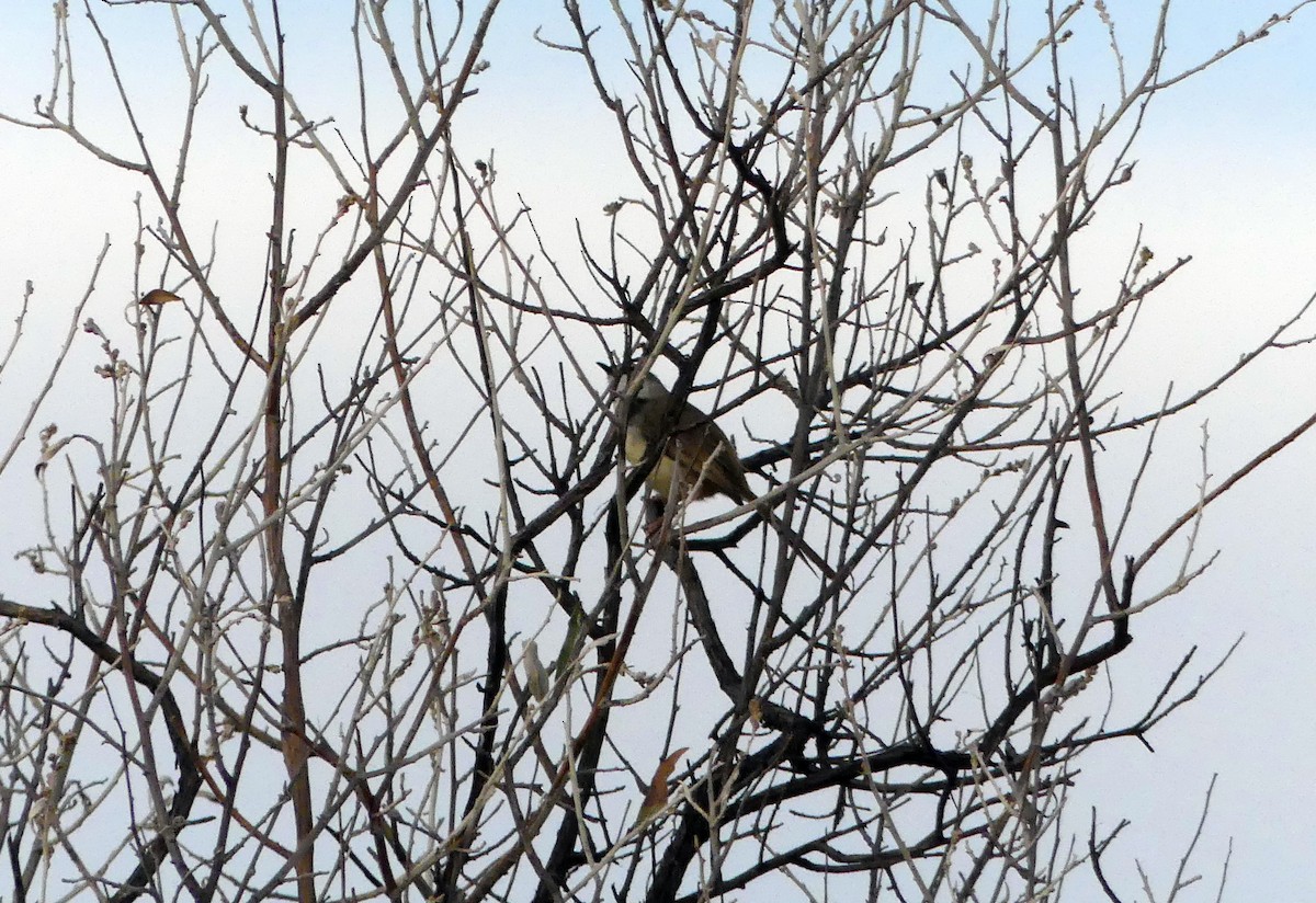 Prinia à plastron - ML627614880