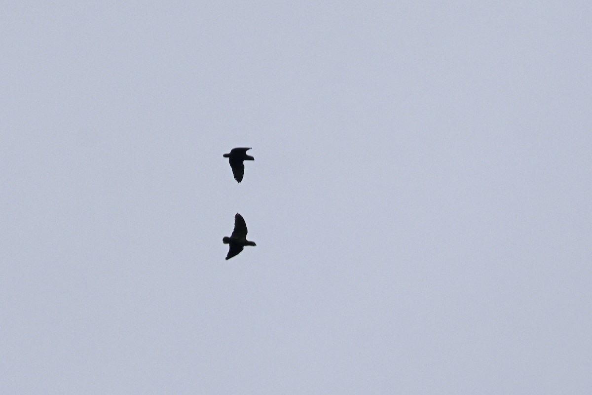 Scaly-naped Amazon - ML627614881