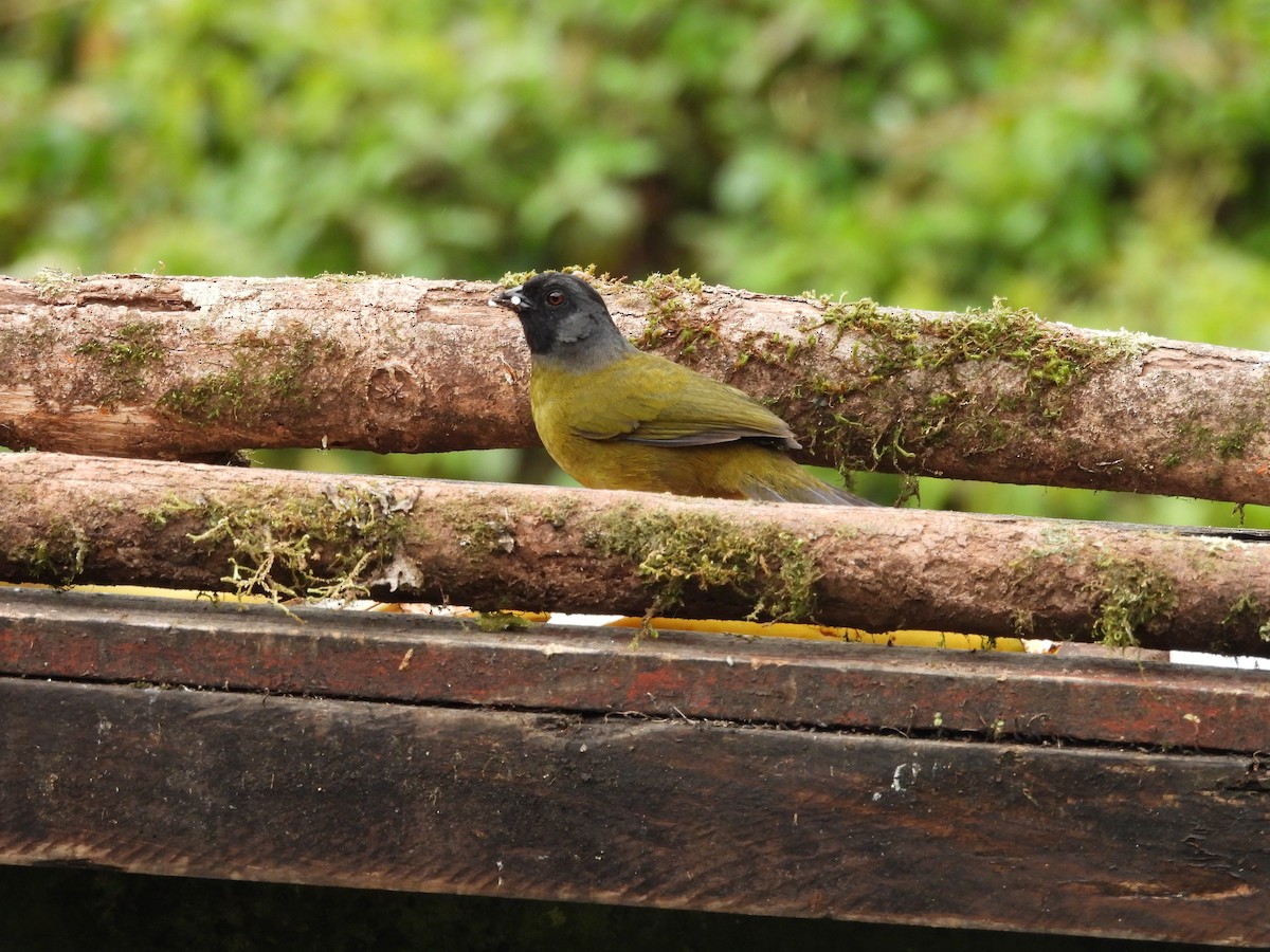 Large-footed Finch - ML627614926