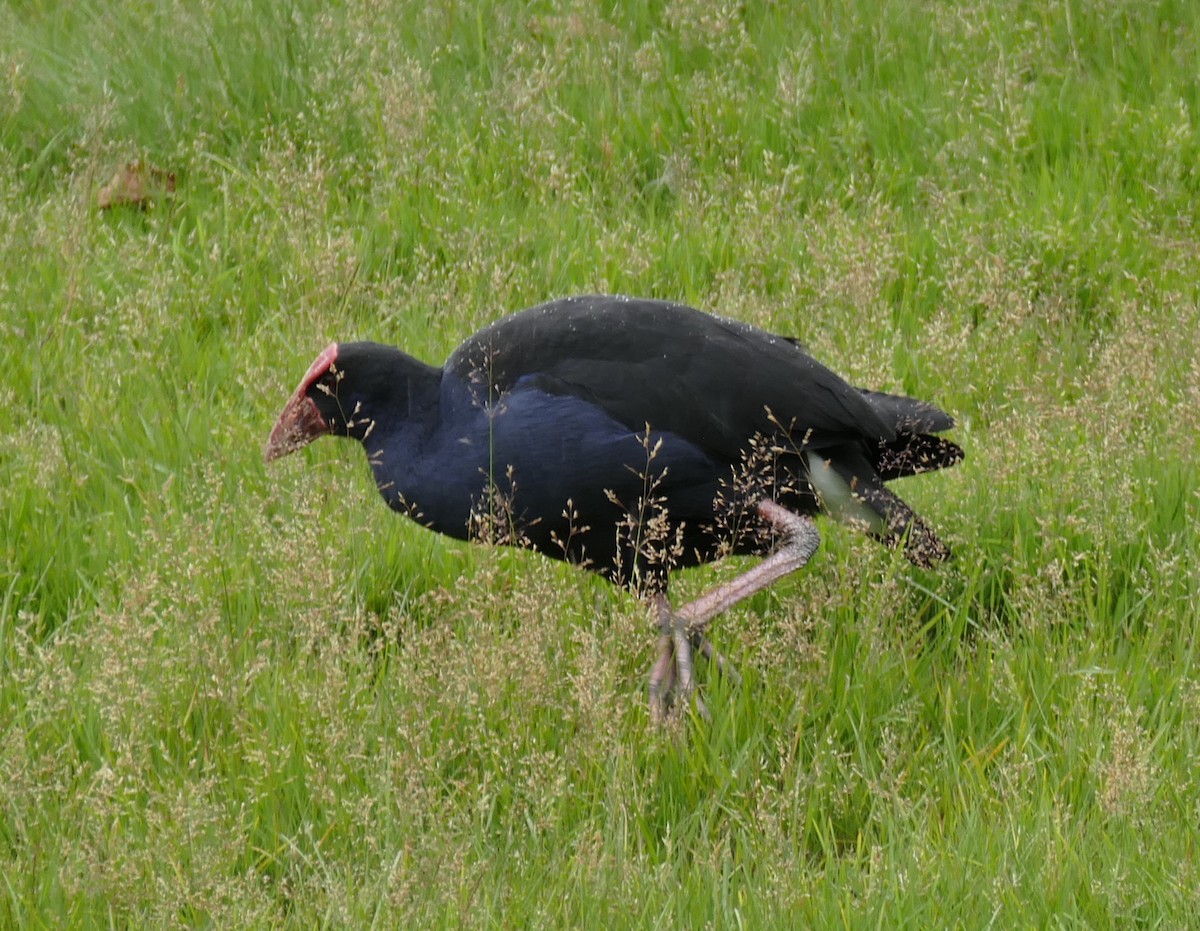 Australasian Swamphen - ML627615332