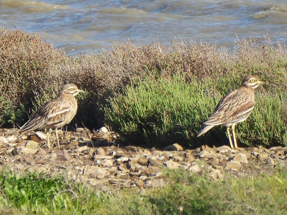 dytík úhorní - ML627615403