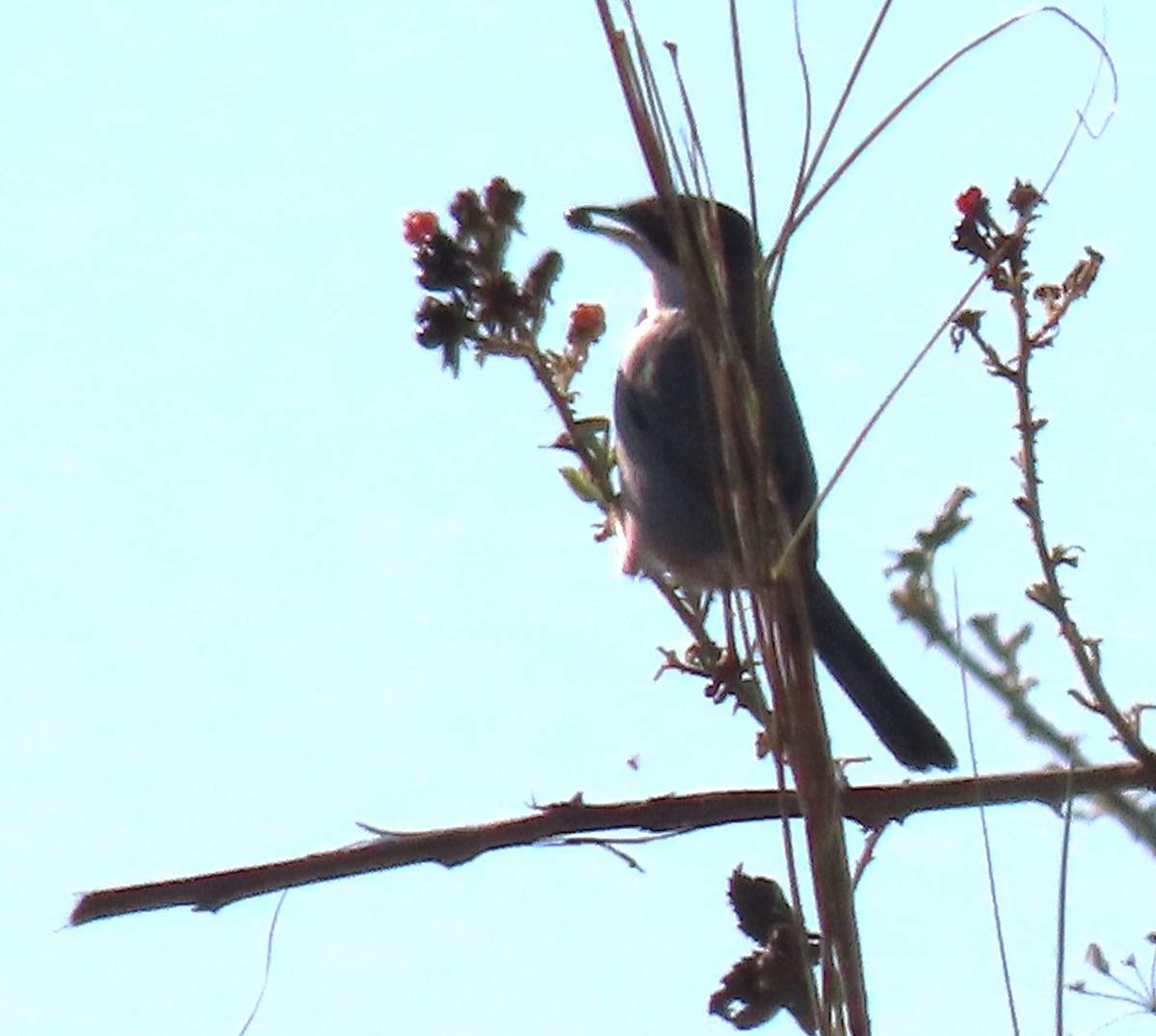 Graceful Prinia - ML627615448