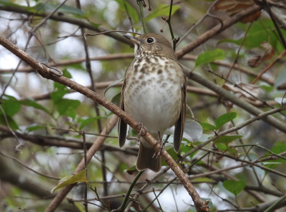 Hermit Thrush - ML627615583