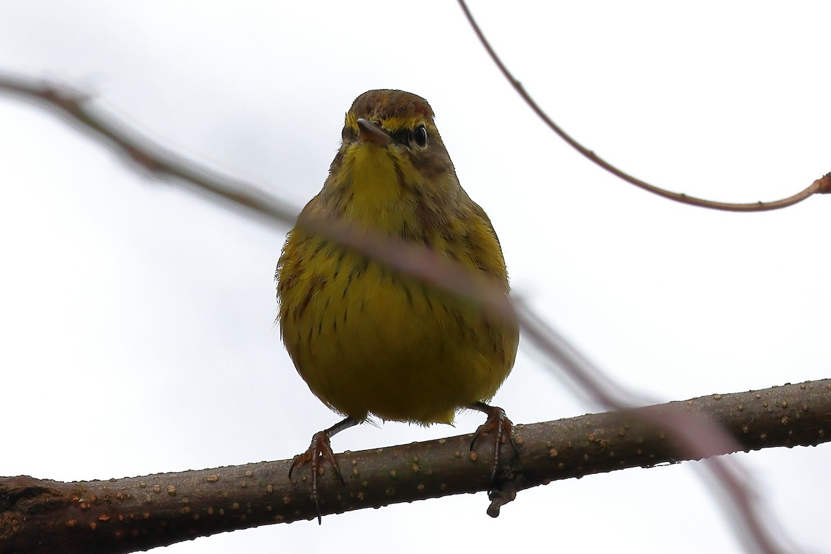 Palm Warbler - ML627615638