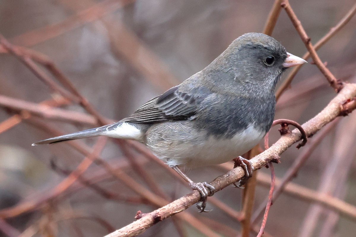 Dark-eyed Junco - ML627615647