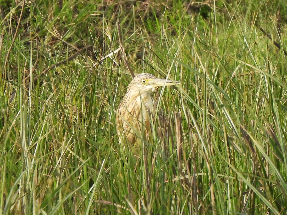 volavka vlasatá - ML627615653