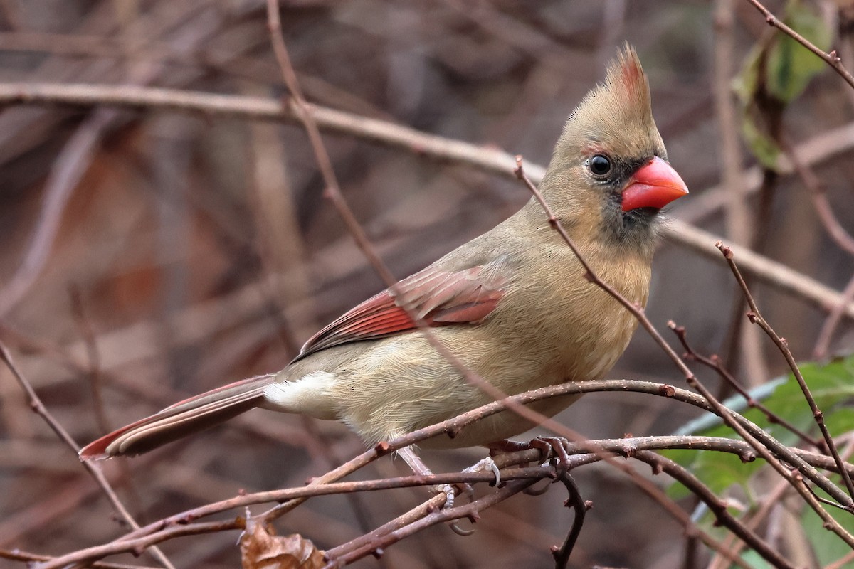 Northern Cardinal - ML627615656