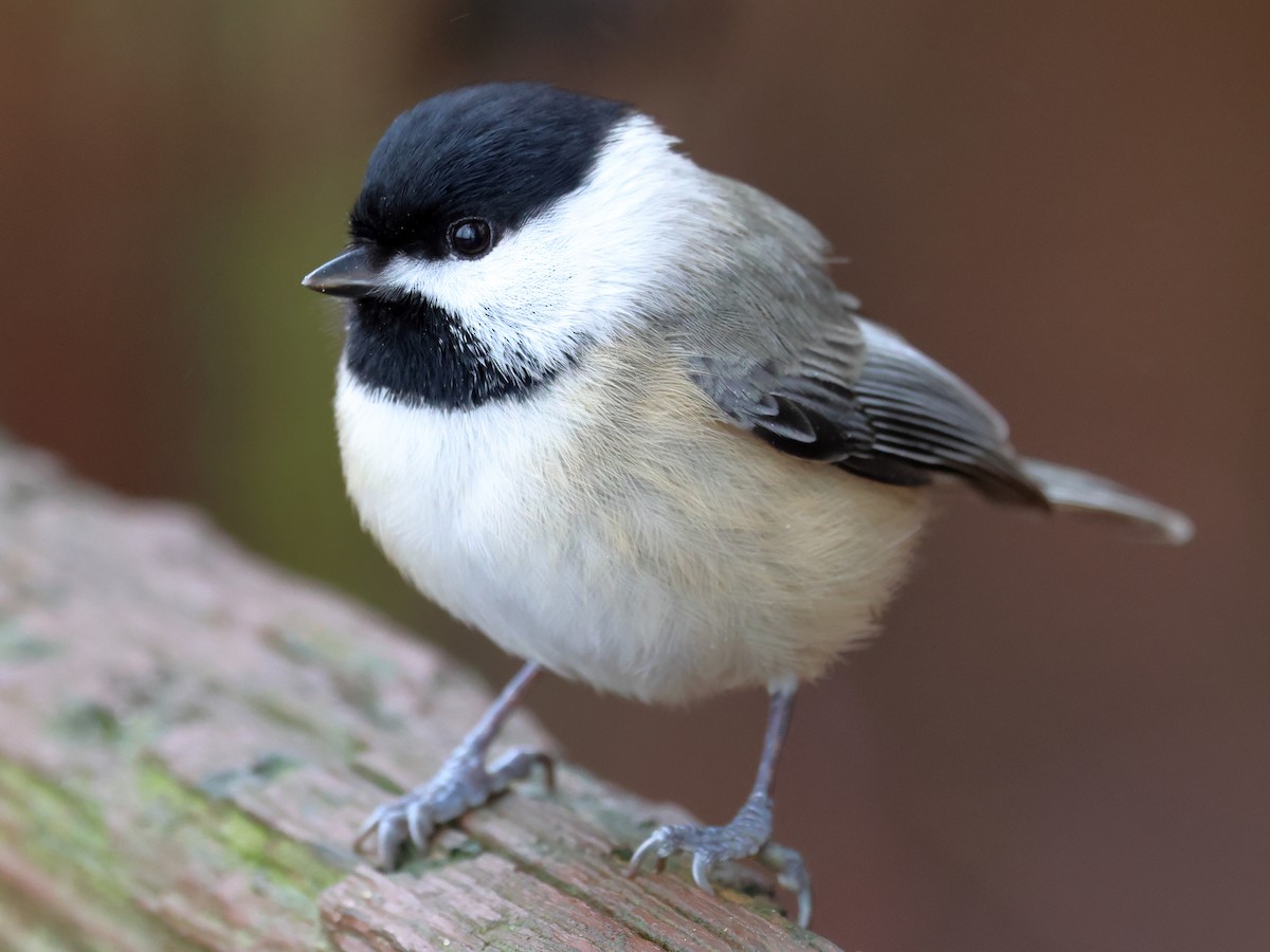 Carolina Chickadee - ML627615669