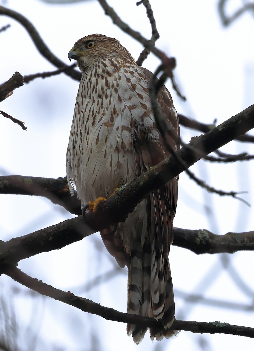 Cooper's Hawk - ML627615680