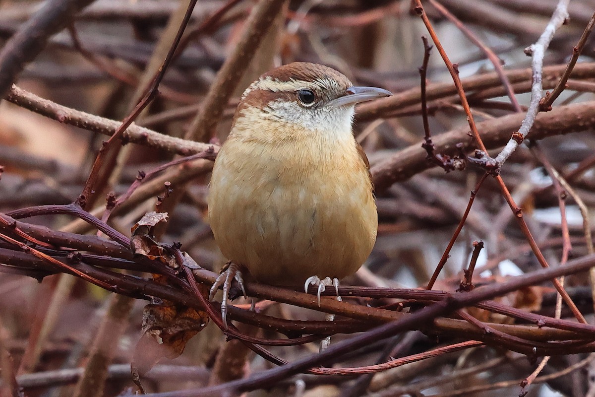 Carolina Wren - ML627615710