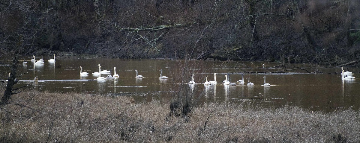 Trumpeter Swan - ML627615760