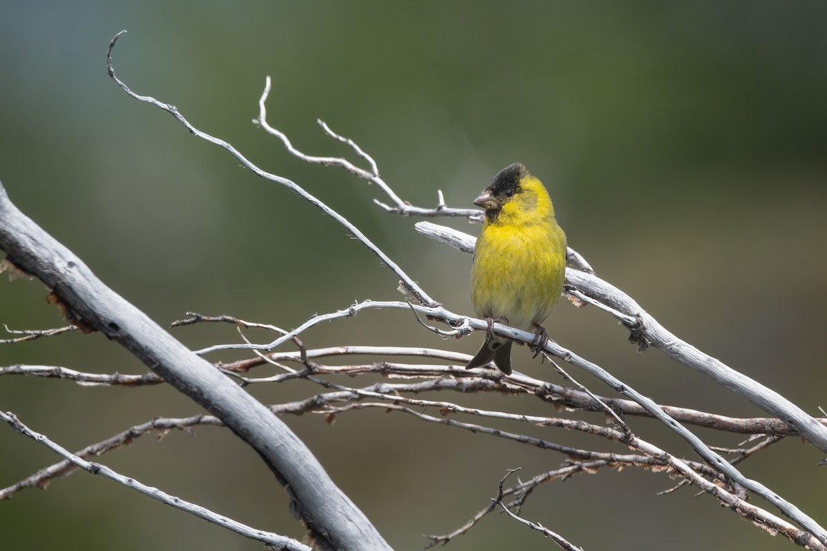 Black-chinned Siskin - ML627615780