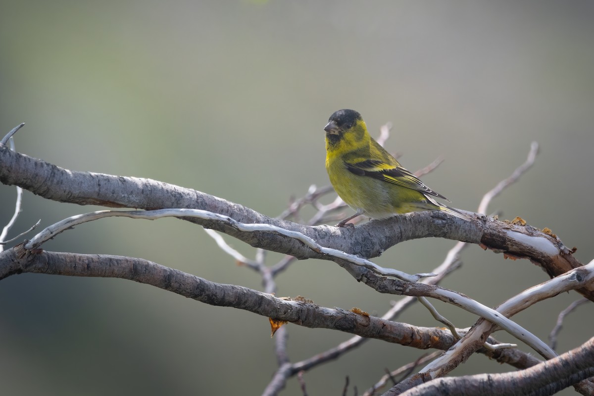 Black-chinned Siskin - ML627615781