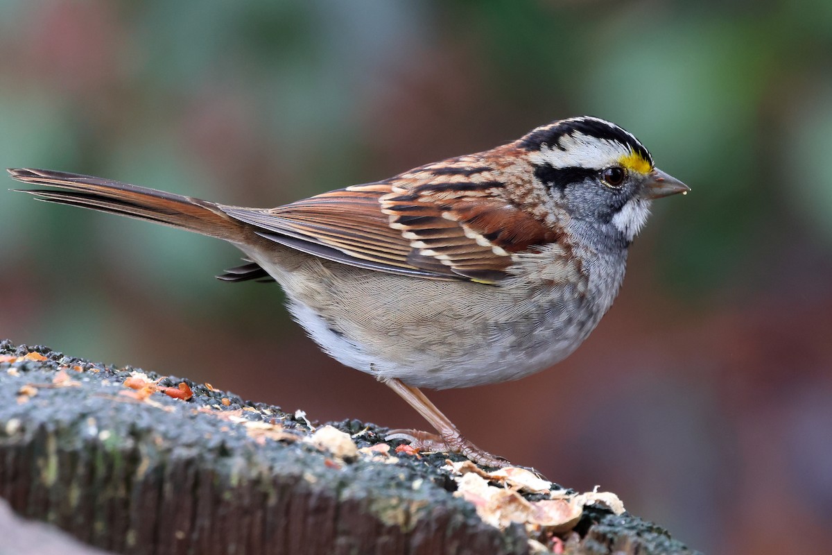 White-throated Sparrow - ML627615866