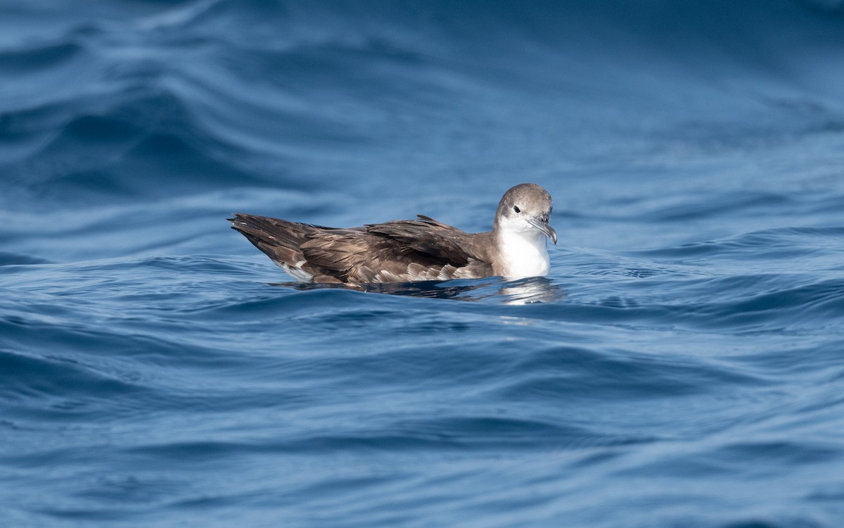 Persian Shearwater - ML627615912