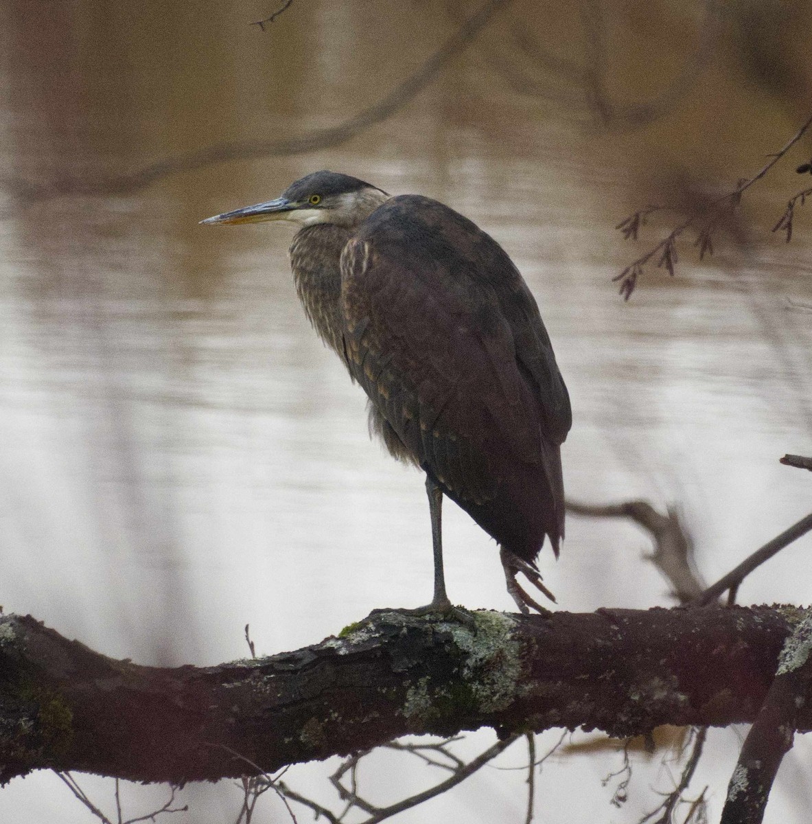 Great Blue Heron - ML627615924