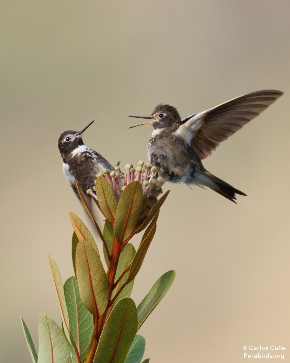 Purple-backed Sunbeam - ML627615926