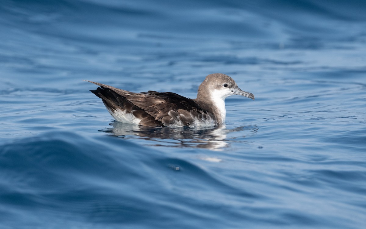 Persian Shearwater - ML627615942