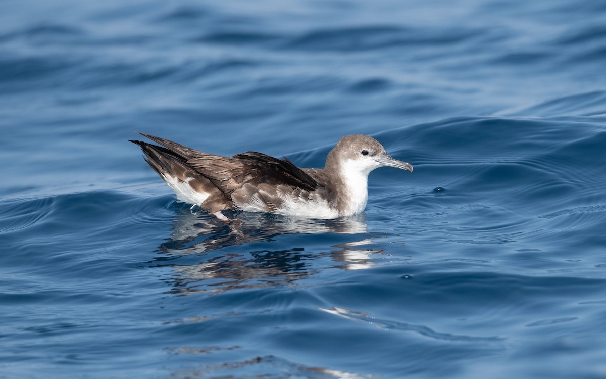 Persian Shearwater - ML627615944