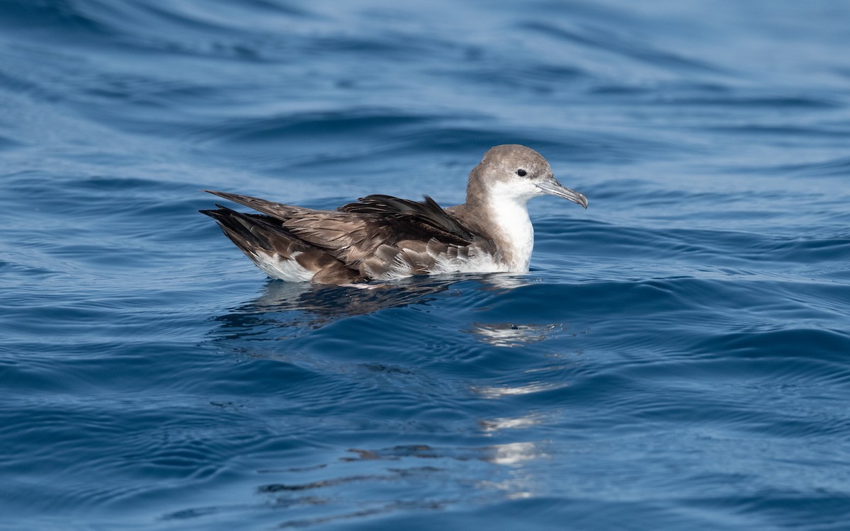 Persian Shearwater - ML627615946