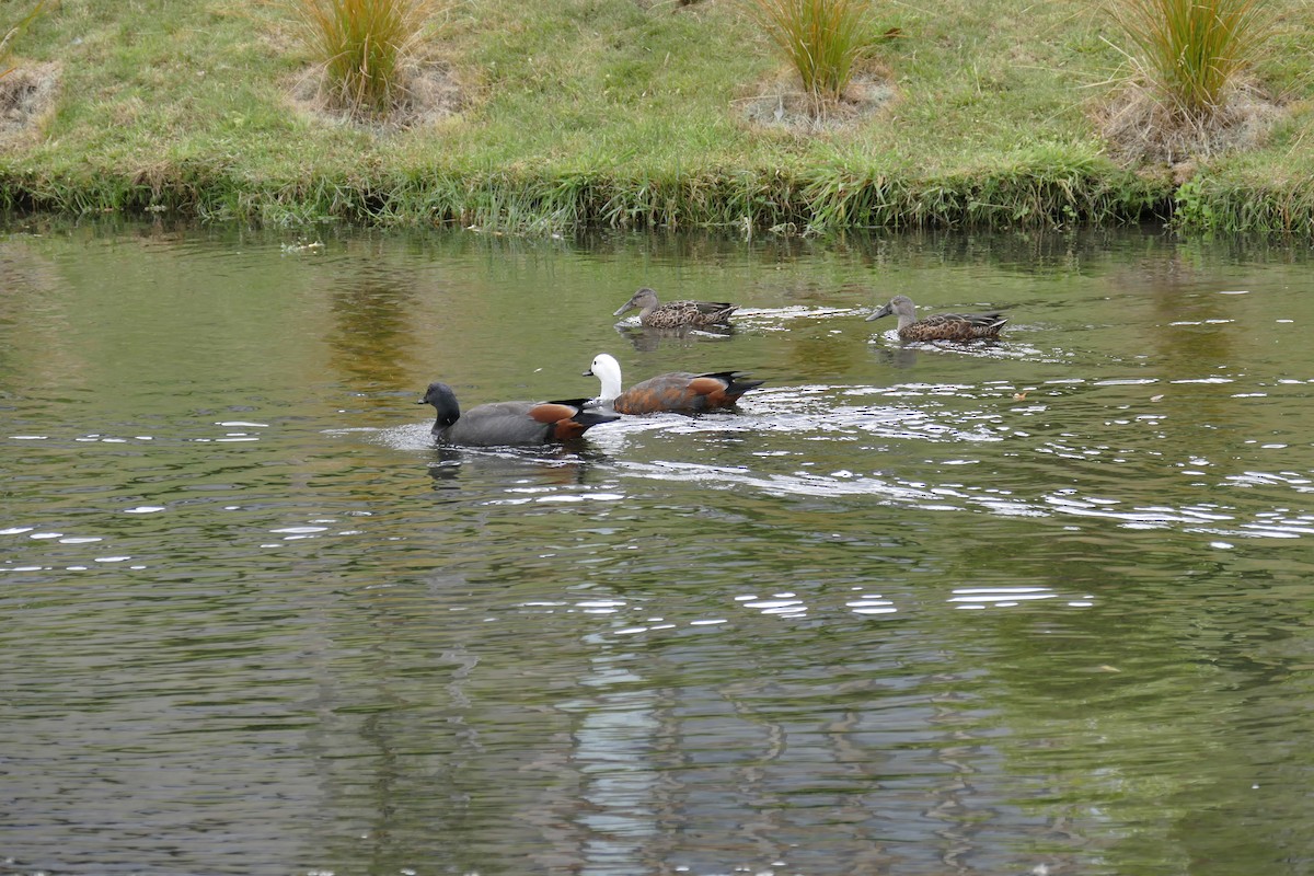 Paradise Shelduck - ML627616002