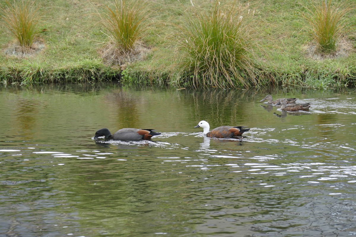 Paradise Shelduck - ML627616003