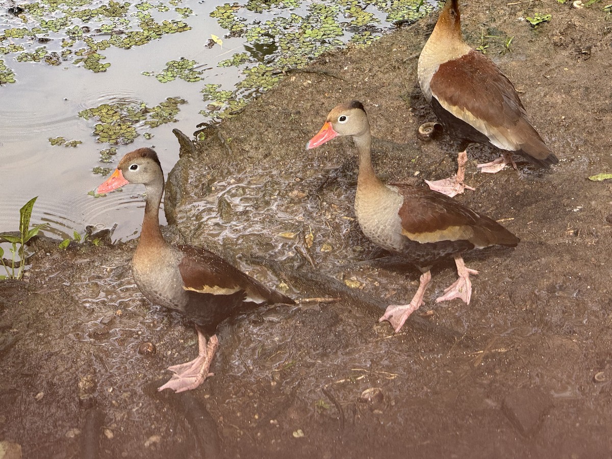 Black-bellied Whistling-Duck - ML627616076
