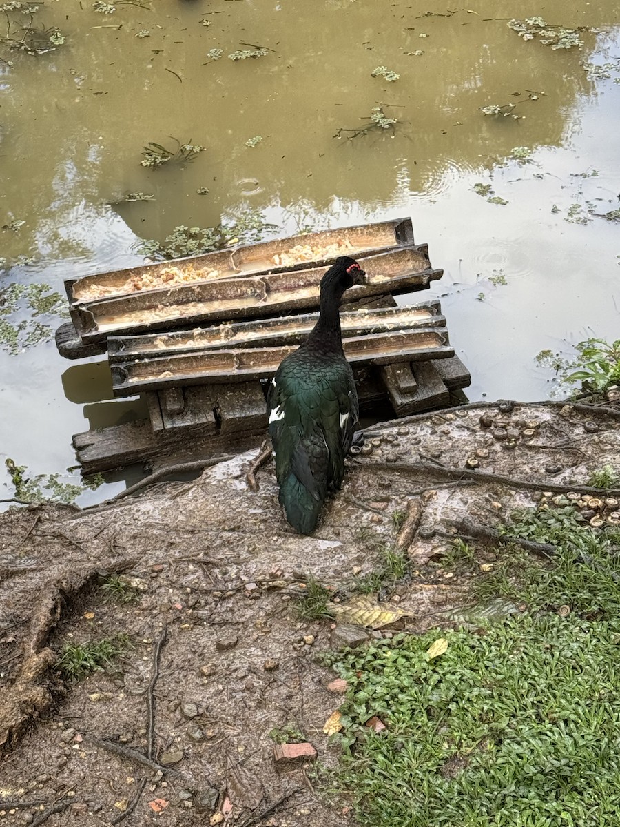 Muscovy Duck - ML627616084