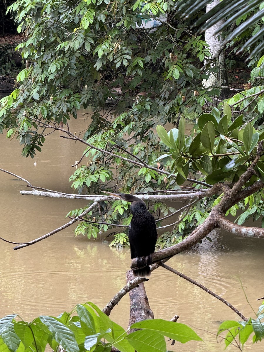 Anhinga - ML627616102