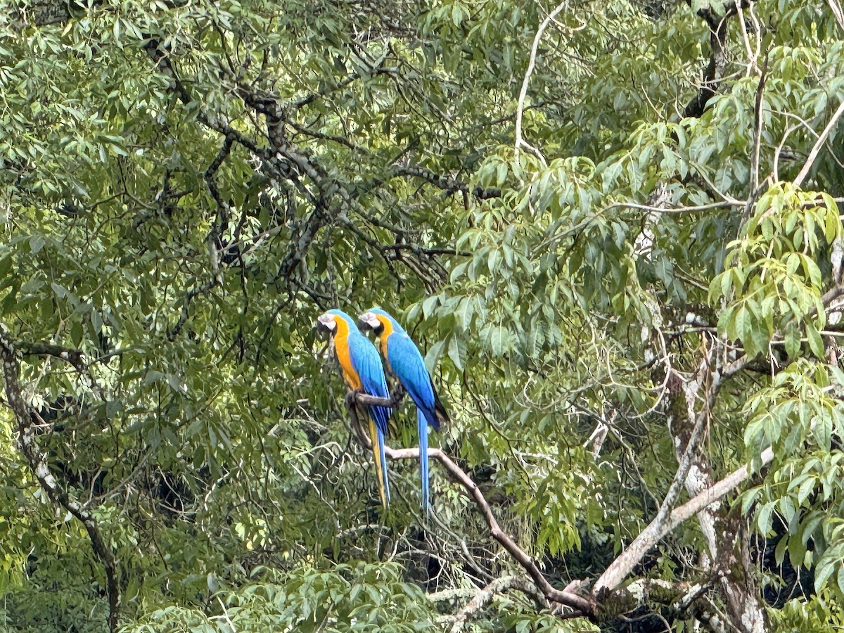 Blue-and-yellow Macaw - ML627616116