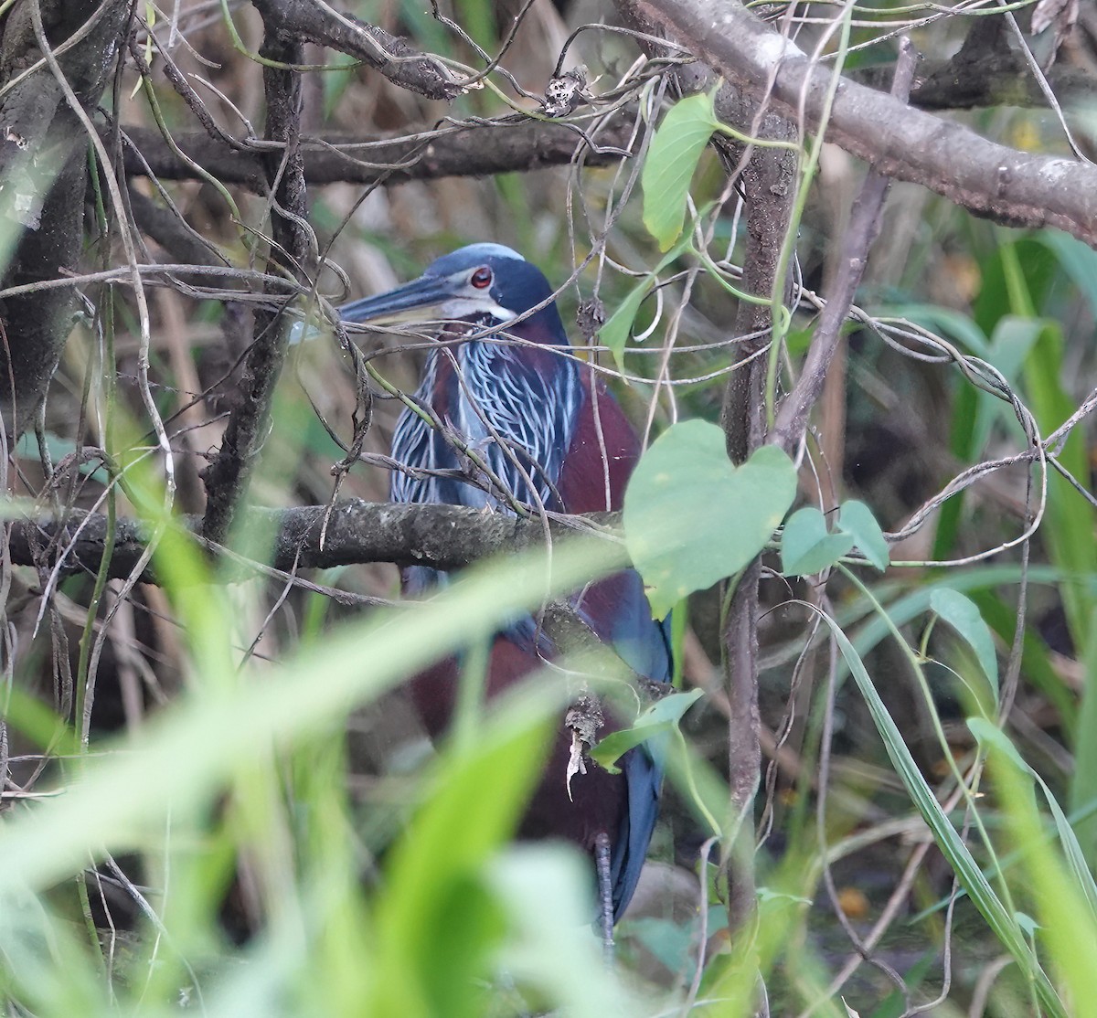 Agami Heron - ML627616393