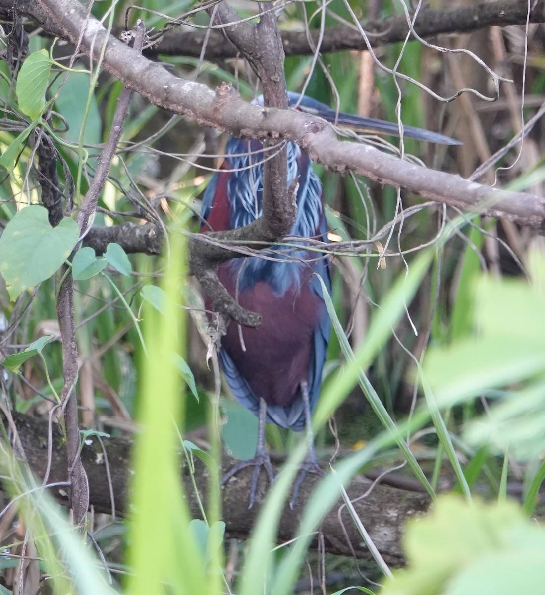 Agami Heron - ML627616394