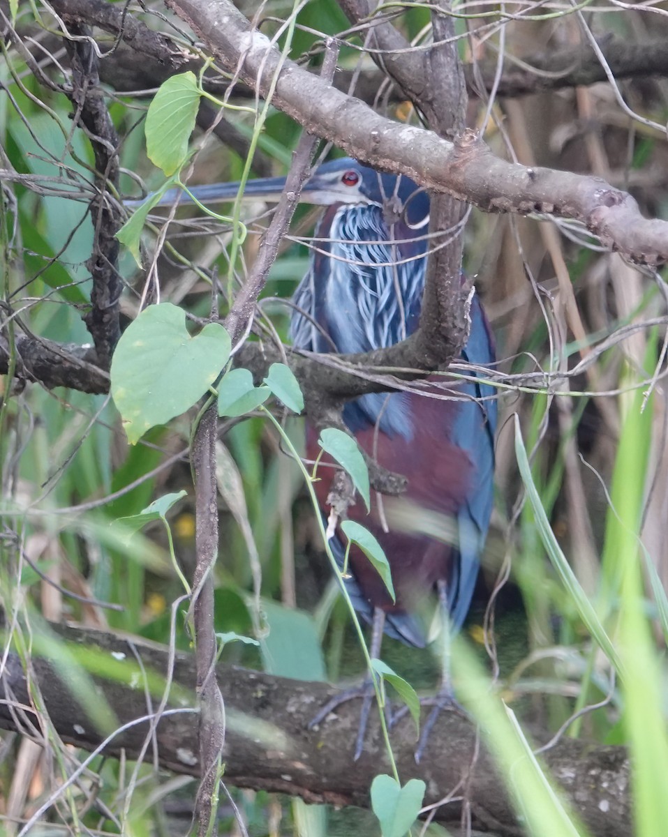 Agami Heron - ML627616395