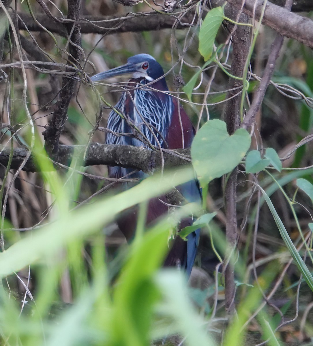 Agami Heron - ML627616396