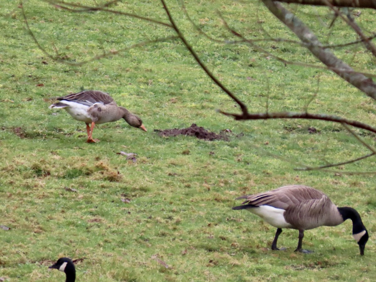 Greater White-fronted Goose - ML627616564