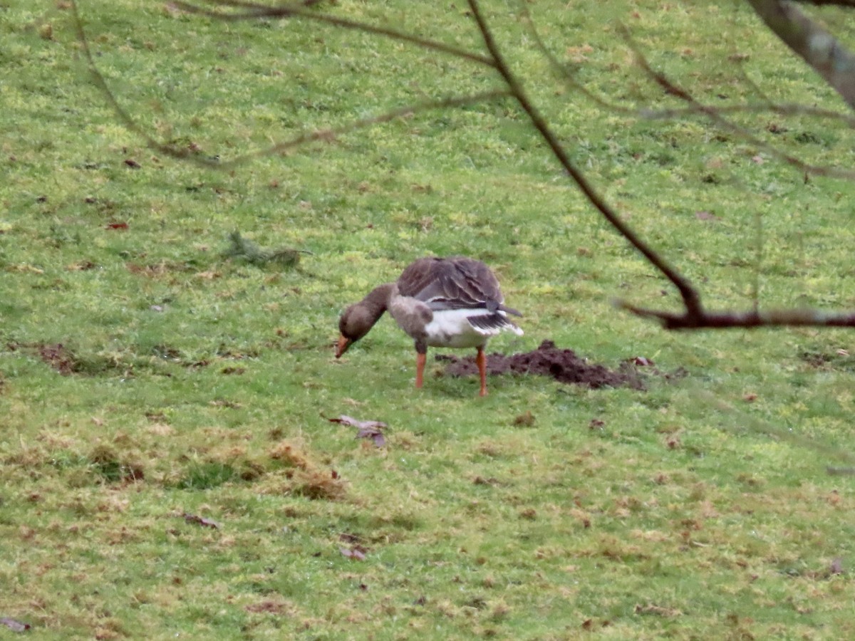 Greater White-fronted Goose - ML627616565