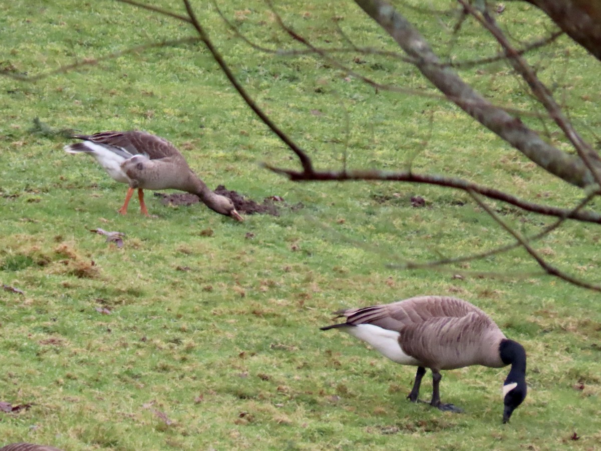 Greater White-fronted Goose - ML627616566