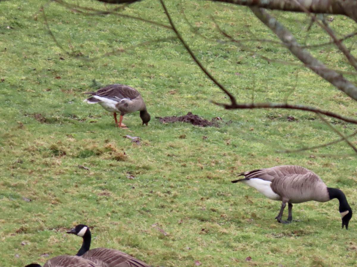 Greater White-fronted Goose - ML627616567