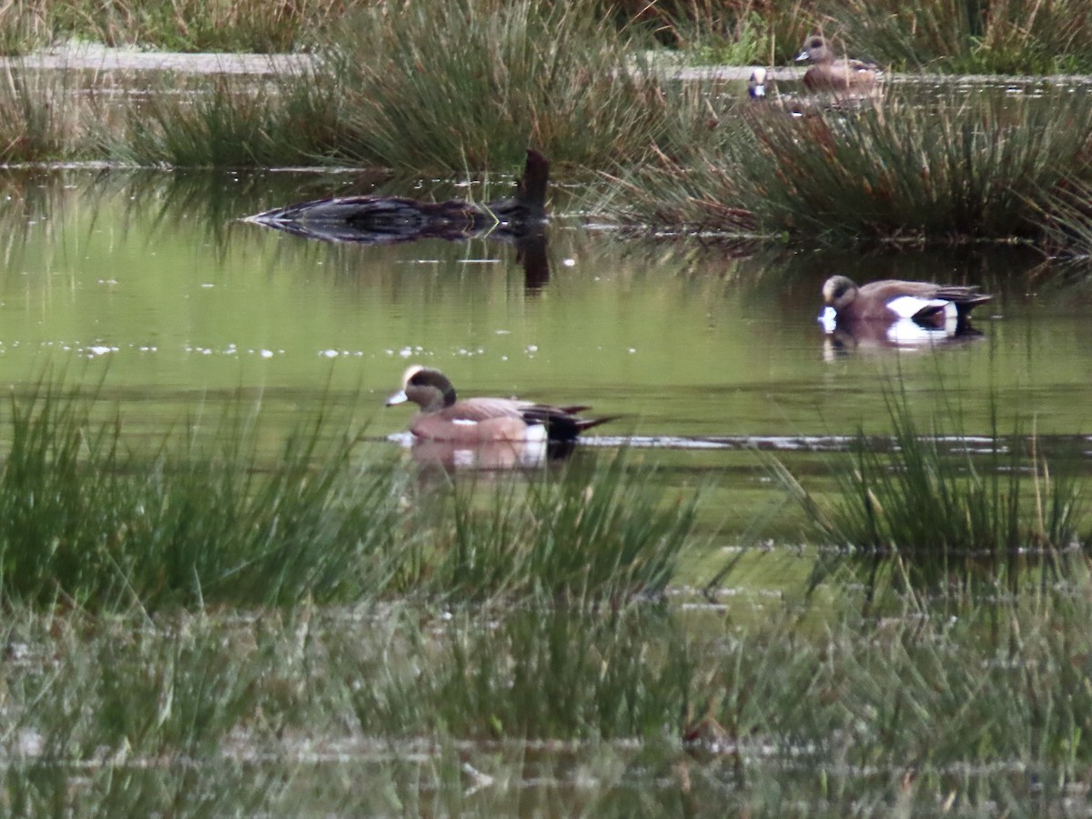 American Wigeon - ML627616580