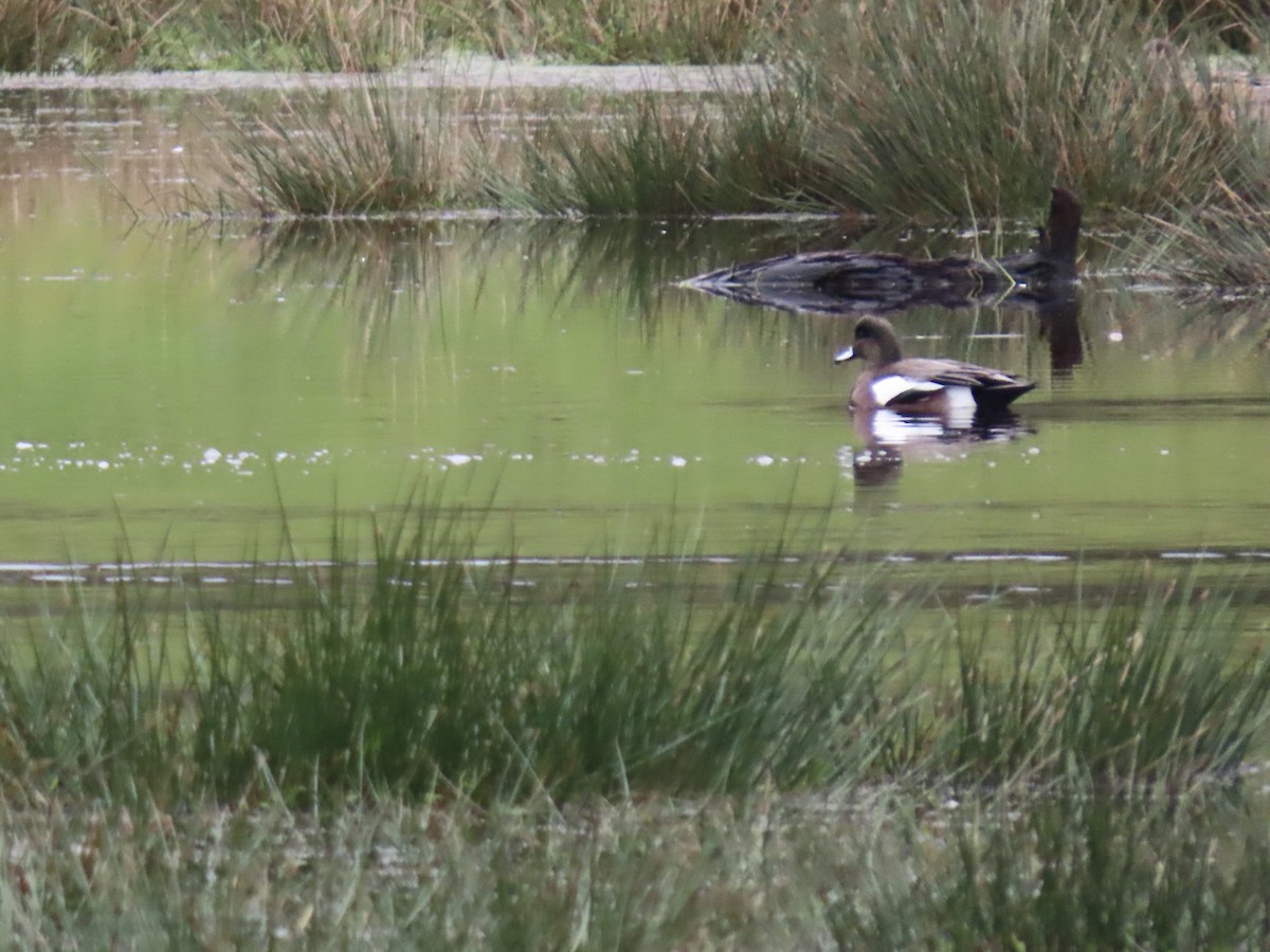 American Wigeon - ML627616581