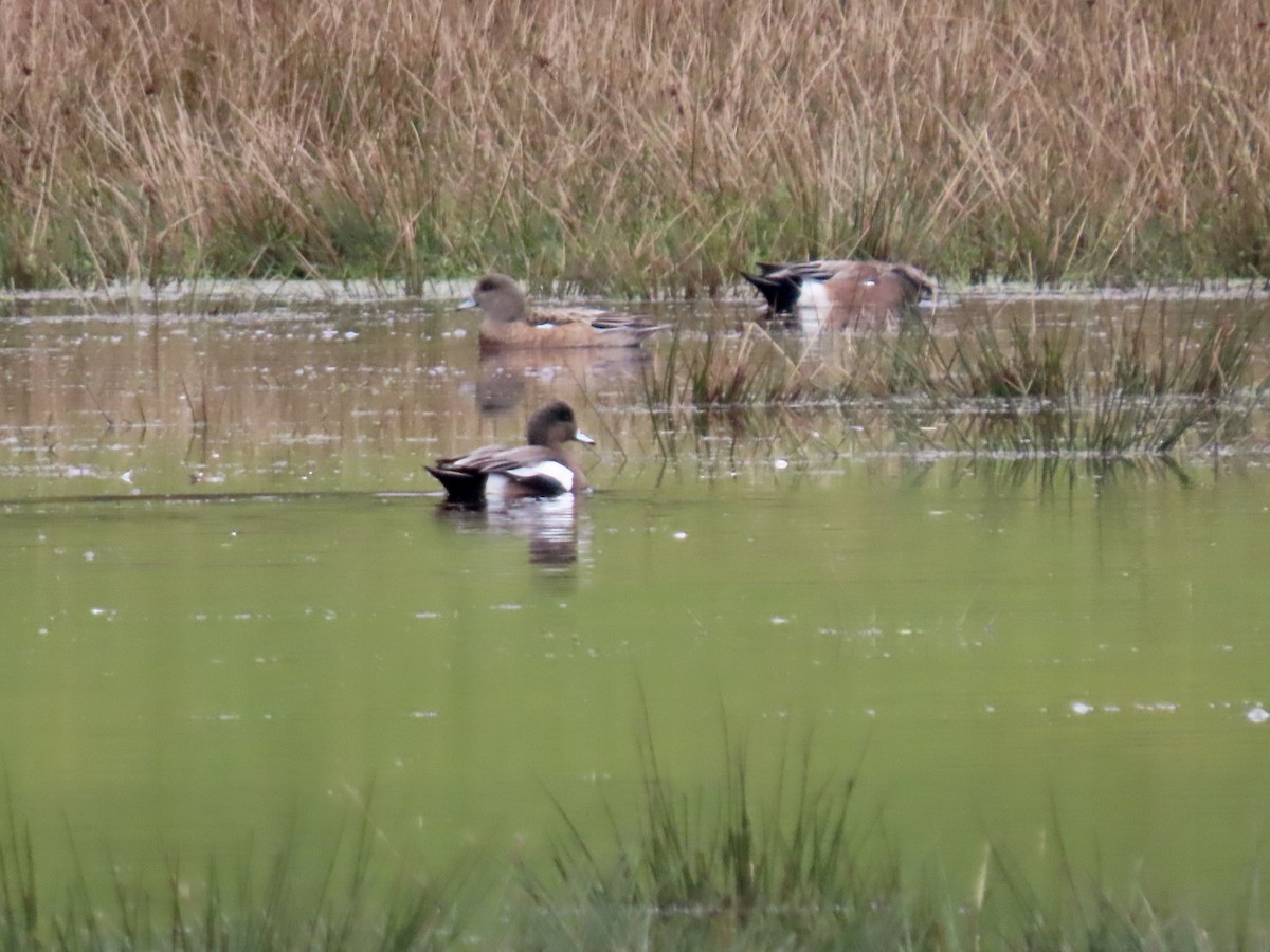 American Wigeon - ML627616582