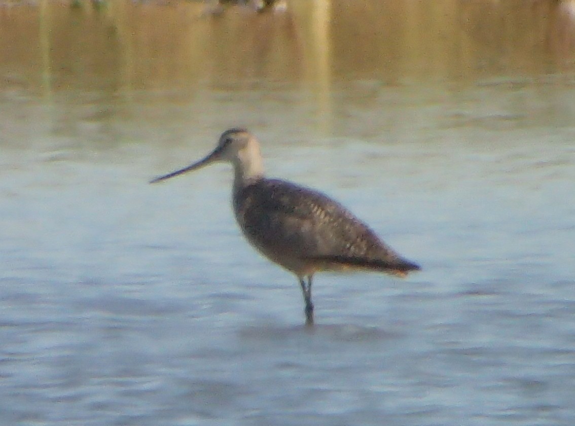 Marbled Godwit - ML62761661